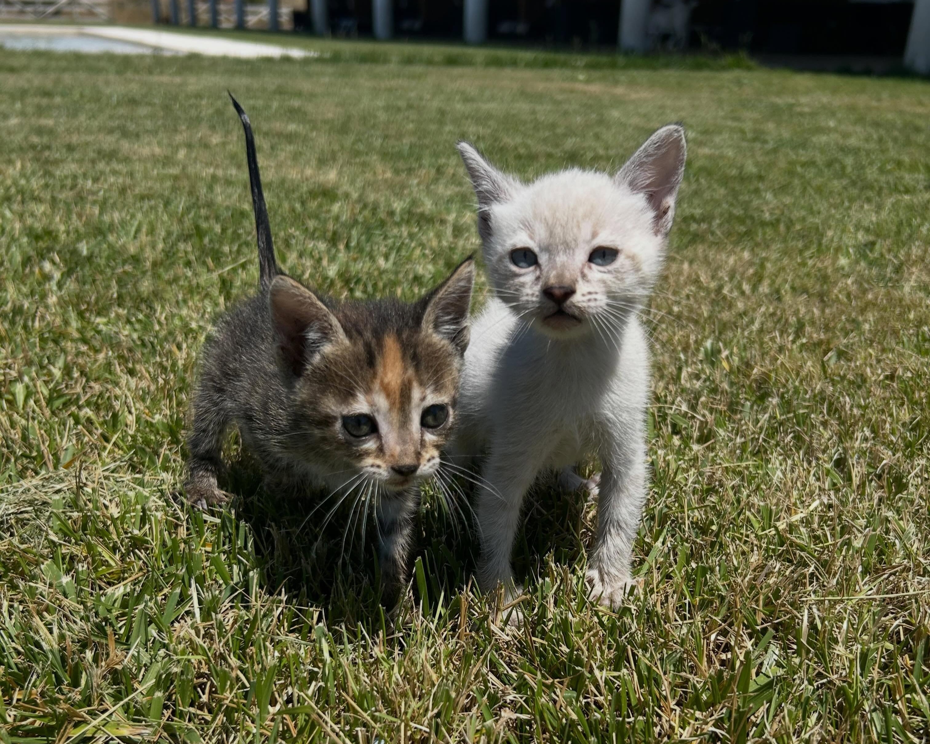 Benny & Fifi
