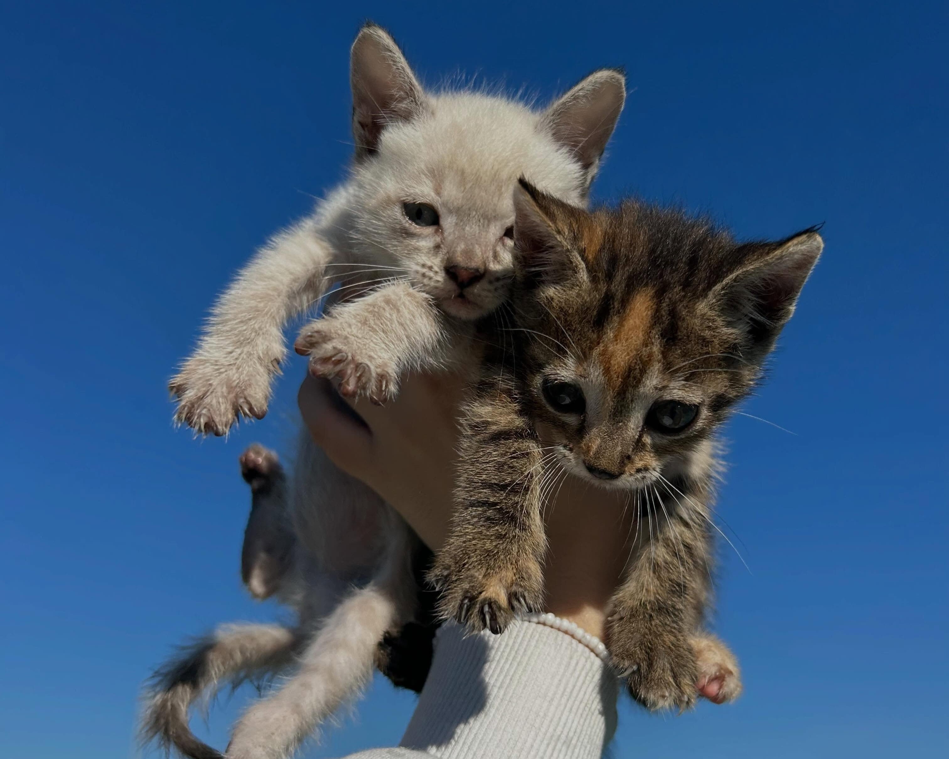 Benny & Fifi