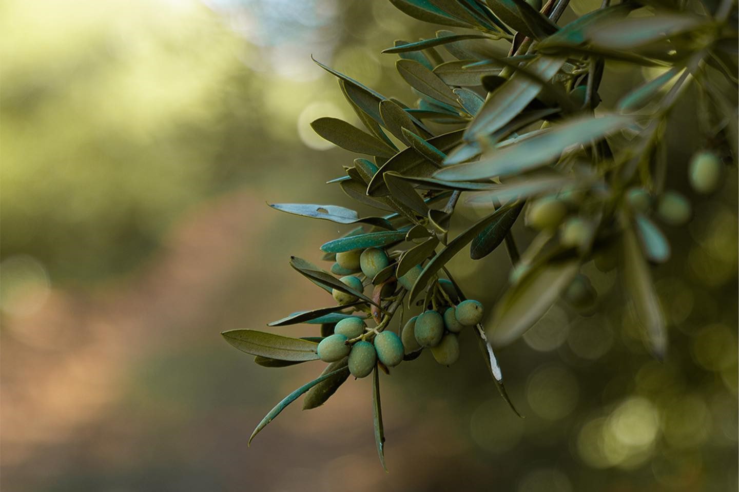 Fotografia da Herdade do Serra